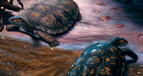 Descubren en La Tatacoa nueva especie de tortuga prehistórica y la nombran en homenaje a Shakira