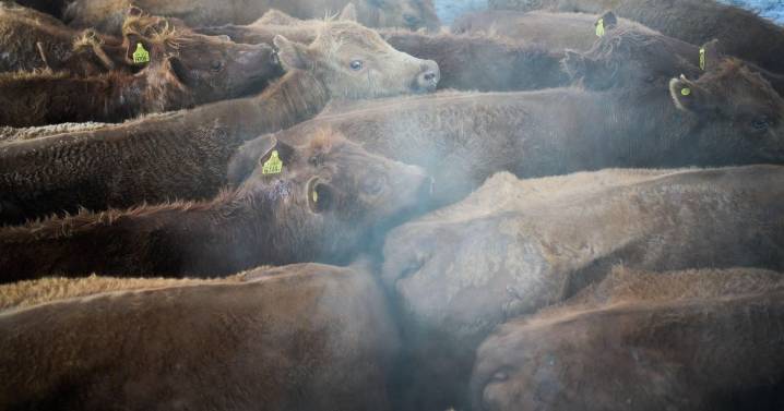 Trump calls for investigation into foreign meatpackers over U.S. beef prices