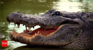 Do crocodiles really cry? The truth behind “crocodile tears”