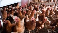 Baleares activa el confinamiento de aves de corral para blindarse frente a la gripe aviar