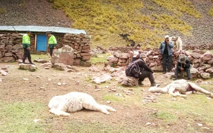 Jauría atacó a alpacas en provincia de Canas