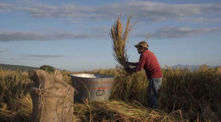 El arroz no vale solo lo que pagas, un cultivo víctima y verdugo del cambio climático