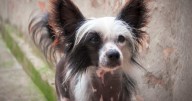 7 Things Every Chinese Crested Owner Should Know Before Bringing One Home