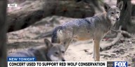 Concert used to support wolf conservation in North Carolina