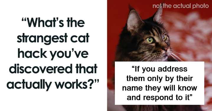 “Blow On Their Nose”: People Have Firsthand Experience That These 40 Cat Hacks Work