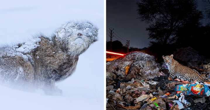 40 Of The Most Impressive Images From The 2025 Nature “inFocus” Photography Contest