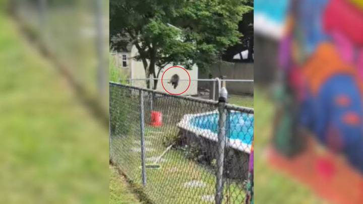 New York Family’s Quick Reaction Saves A Wild Animal From Drowning And Danger