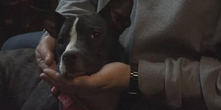 Leigh’s Lost and Found Digital Extra: Dog left in crate at Greene County cemetery gets new home