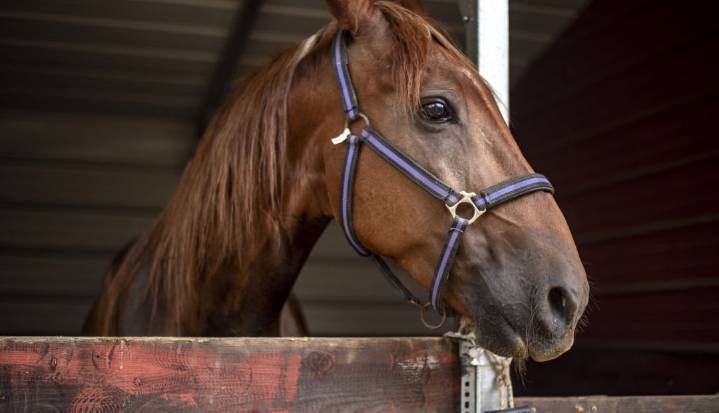 Brote de Encefalitis Equina del Este con casos en Córdoba, Bolívar, Sucre y Magdalena