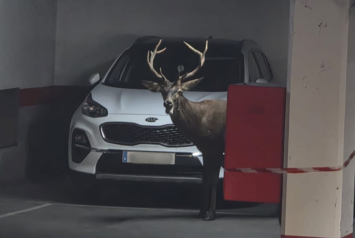 La excursión de un ciervo por el casco antiguo de Zamora causa revuelo y termina en un parking