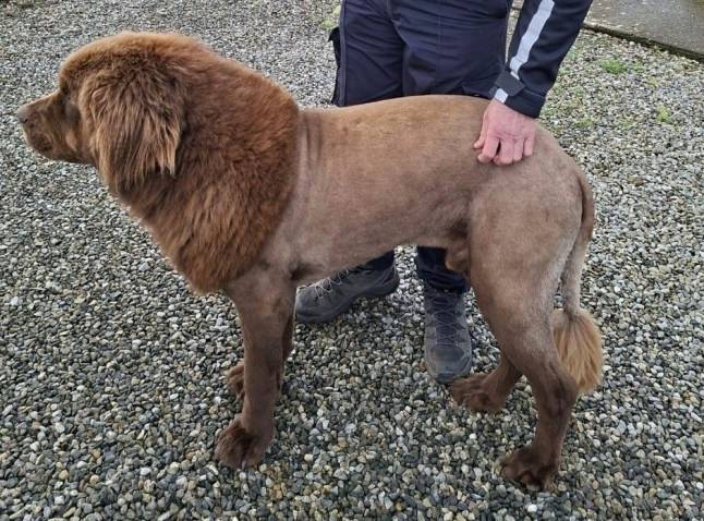 Mystery of the ‘lion’ spotted roaming through East Clare woods has been solved