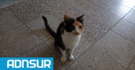 16:31 Rabia en Chubut: la gata que “cazó” a un murciélago infectado está en cuarentena y sus dueños viven con miedo
