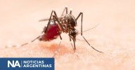 Adiós a los espirales: las 3 plantas que ahuyentan mosquitos de forma natural