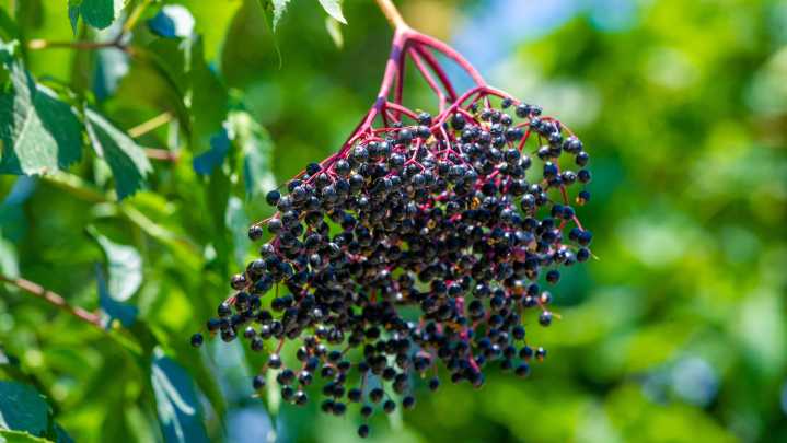 How To Grow A Blue Elderberry Tree From Seed So It Produces Juicy Fruit For Years