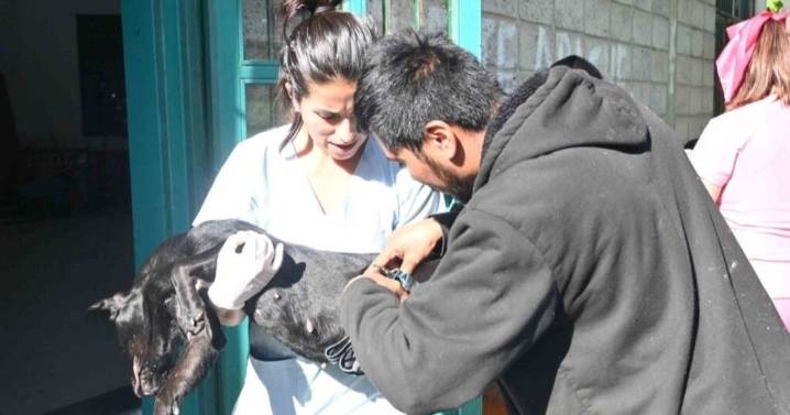 Sigue castración, vacunación, y el registro de mascotas