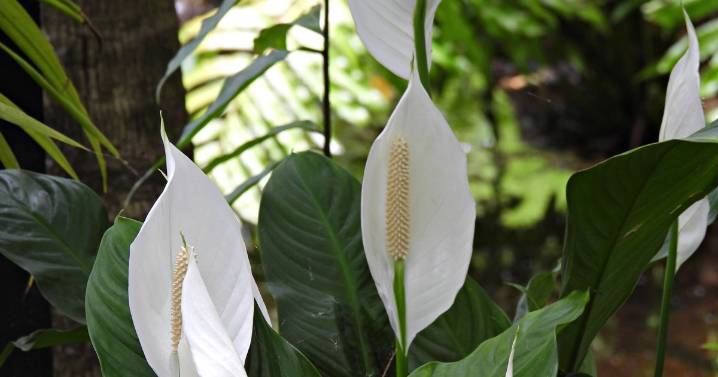 'My peace lily never flowered until I added 1 kitchen ingredient to the soil'