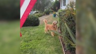 California Golden Retriever Keeps Returning To One Bush And The Reason Has Captured Everyone’s Heart