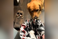 Golden Retriever Devastated As Owners Take Toy Away