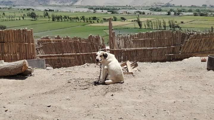 Ocoña: denuncian maltrato a perrito encadenado y expuesto al sol