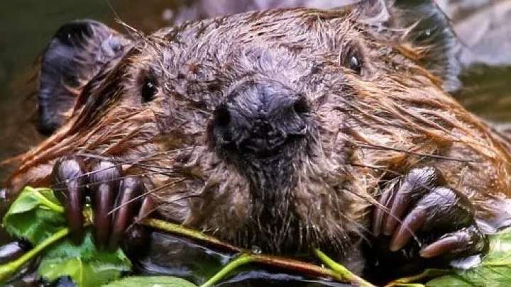 Oregon's beaver renaissance: Conservation efforts help landowners coexist with the ultimate keystone species