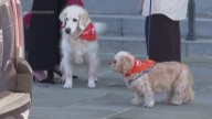 Therapy dogs greet Jane Goodall's ashes, guests at Washington funeral