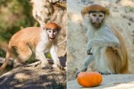 A California Zoo Welcomed a Mustached Baby Monkey and Is Asking for Help Naming Her