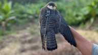 Satellite-tagged falcons from Manipur fly across Maharashtra, head to Africa