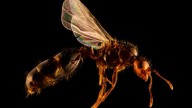 Why scientists call these ants ‘a minefield in your backyard’