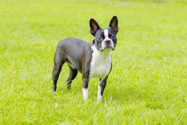 The Best Dehydrated Dog Foods for Boston Terriers