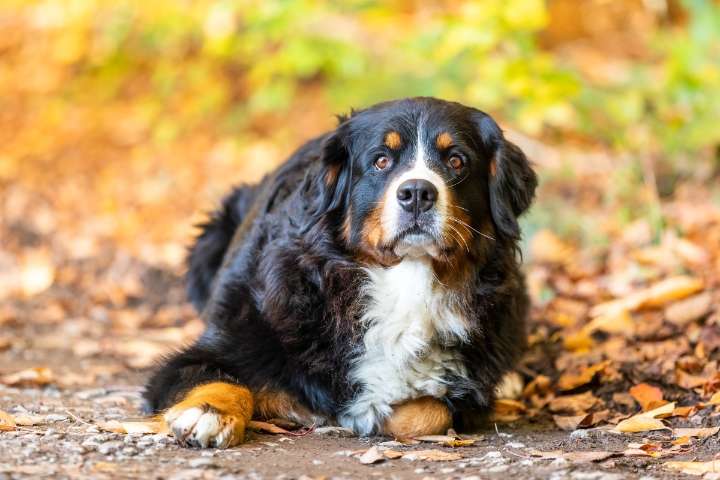 Best Puppy Dog Foods for Bernese Mountain Dogs