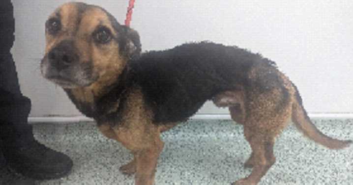 Couple banned from having pets after starving flea