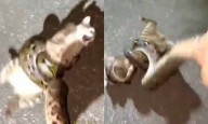 Héroe inesperado rescata a un gato callejero de las garras de una pitón gigante