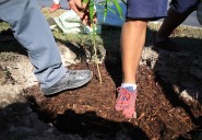 Cancún: Arborización urbana, brindará respiro a Villas Otoch Paraíso