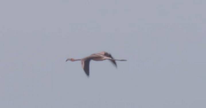 Missing flamingo named Frankie spotted flying alone after escape