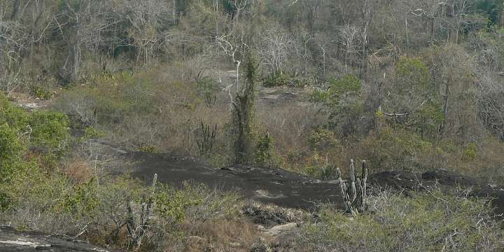 El ADN de los bosques: descubren qué hace a un árbol resistir la sequía
