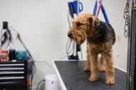 Pet health tops holiday wish list