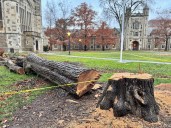 Trees that stood tall over University of Michigan Law Quad reduced to stumps