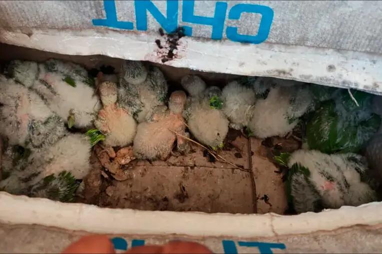 Capturaban cotorras, las pintaban y vendían como aves exóticas