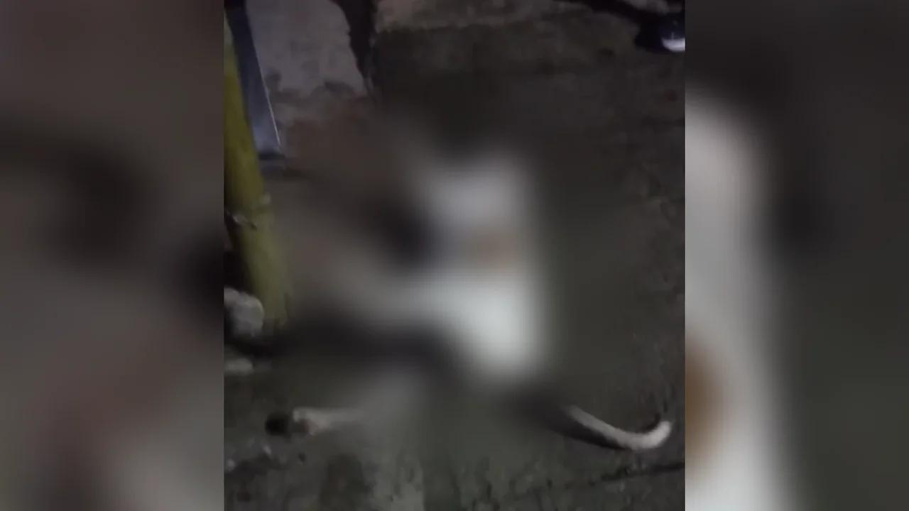 ¡Indignante! Denuncian que perros fueron envenenados en Antioquia: impactantes imágenes