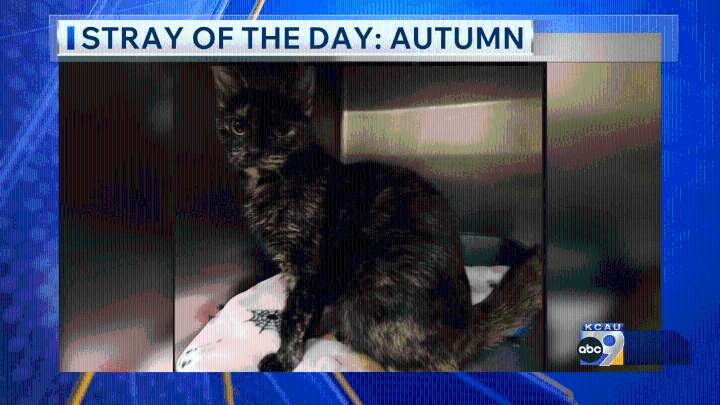 Meet today's Stray of the Day: Autumn