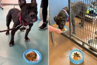 Shelter Dogs Receive Special Thanksgiving Gift, Their Response Is Adorable