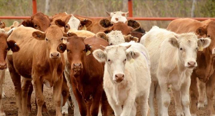 Sonora resiente el cierre ganadero con EEUU; exportadores alertan por crisis derivada del gusano barrenador