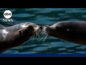 Kissing happened prior to human existence, study suggests