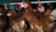 La gripe aviar confina a todas las gallinas y hace subir el precio del huevo