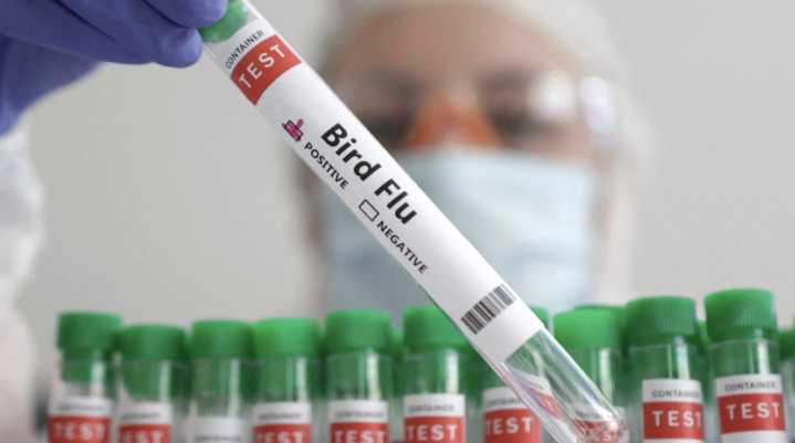 Autoridades sanitarias de EU confirman primera muerte por gripe aviar H5N5