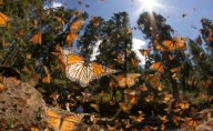 Se esperan medio millón de visitantes en las reservas de la mariposa monarca