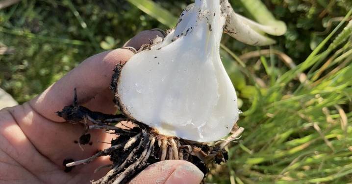 Shoshone-Bannock Tribes, partners battle invasive grass on Camas Prairie