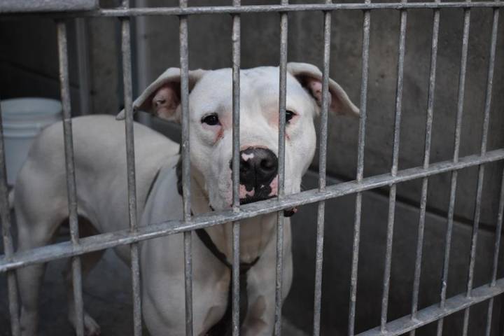 Ron DeSantis propone medidas para reforzar la protección de los perros en Florida