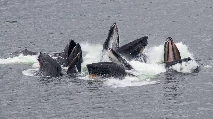 What Is a Group of Whales Called? Pods, Gams, Herds (but Not Schools)