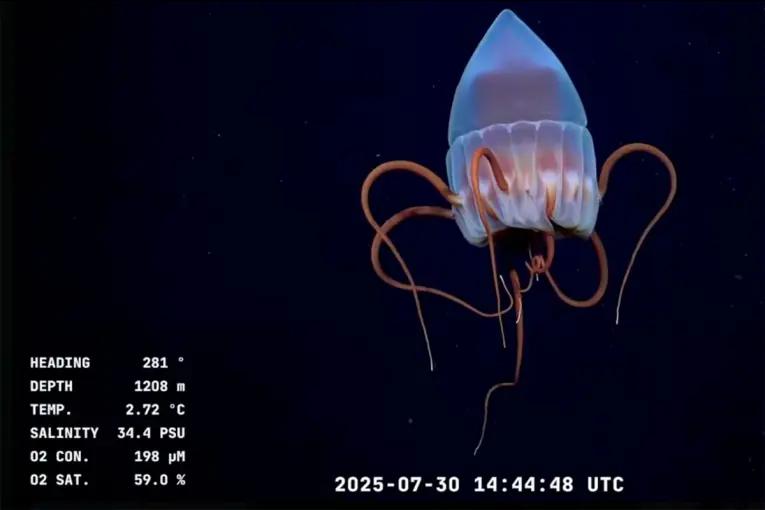 Streaming del CONICET: anunciaron cuándo comenzará la nueva misión en el mar Argentino